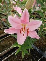 [4342 Free World VH No02.JPG]